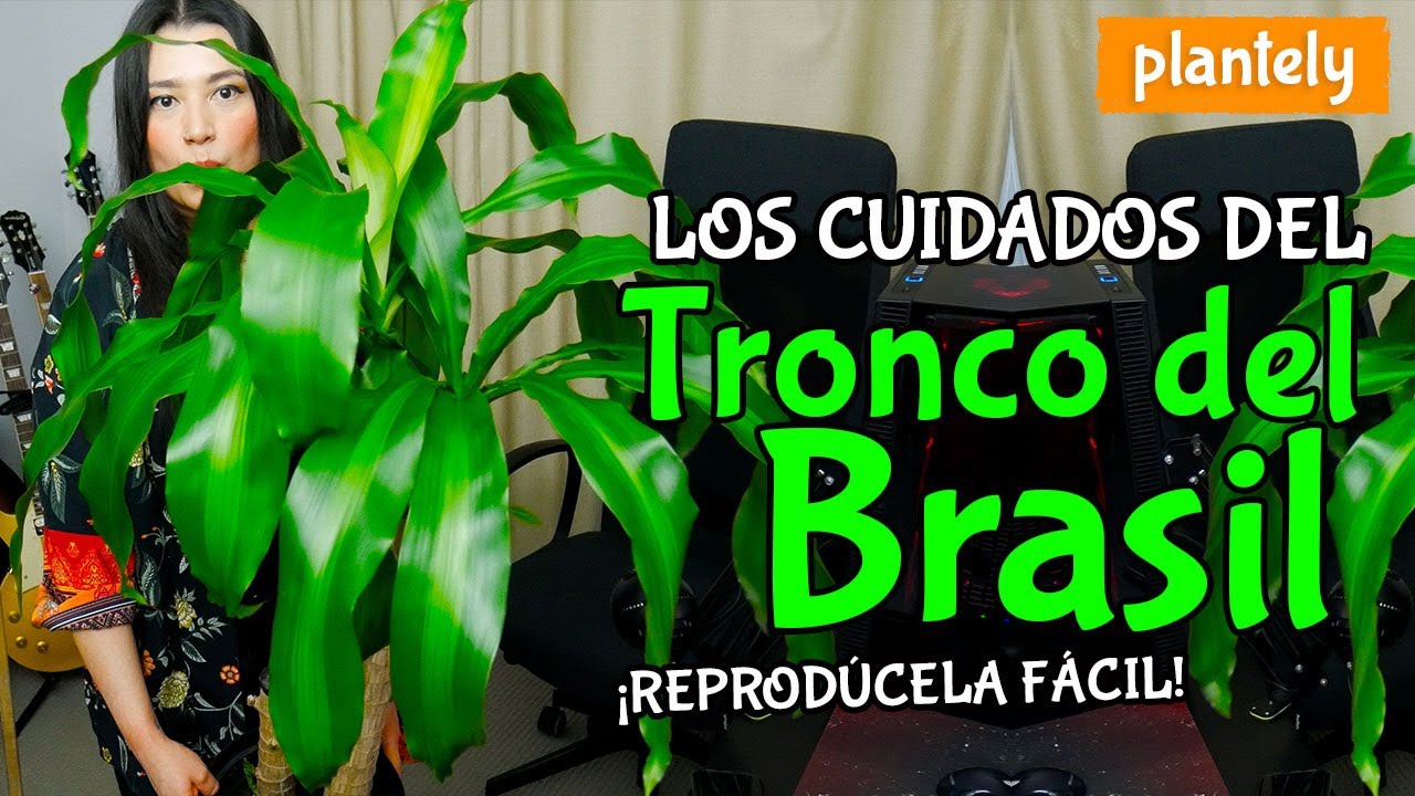 Tronco del Brasil, Palo de Agua, Cuidados y Reproducción | Plantely