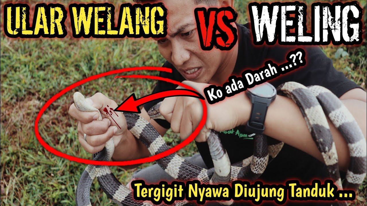 TERGIGIT WELING? KO ADA DARAHNYA?? (PERBEDAAN ULAR WELANG DAN ULAR WELING) MALAYAN KRAIT