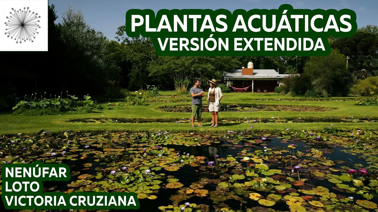 Cultivo de Plantas Acuáticas: Nenúfar, Loto y Victoria cruziana. Versión Extendida.