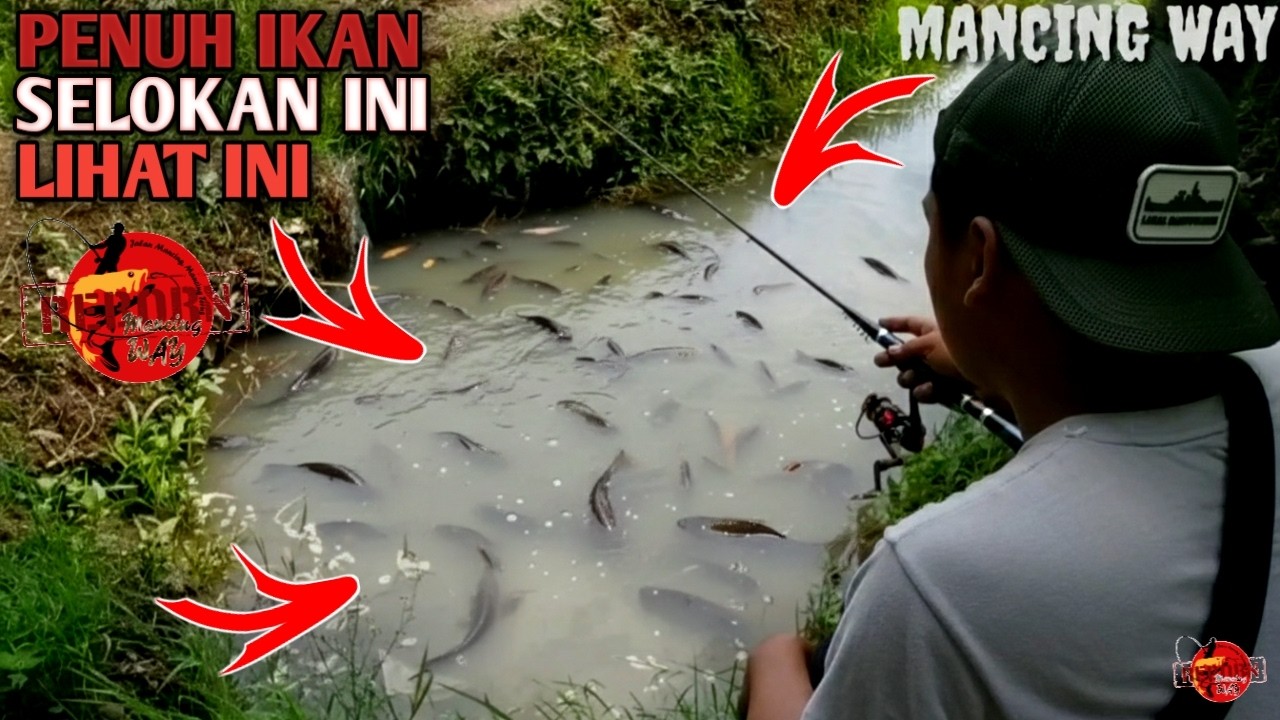 BANJIR IKAN GACOR DOR...!!! Sungguh Spot Ini Ikan Semua Isinya Auto Kita Panen Ikan Lempar Sambar