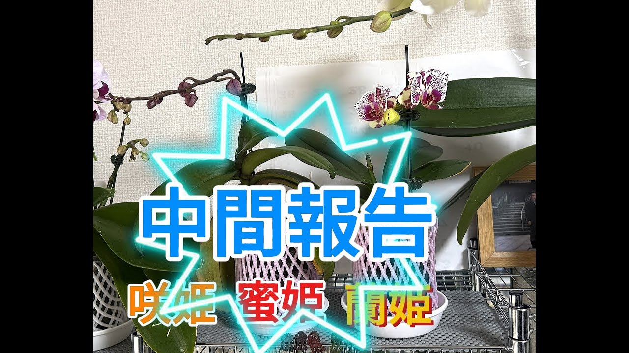 三姫は言葉を持たないけれど，その花は心にまっすぐ届きます。