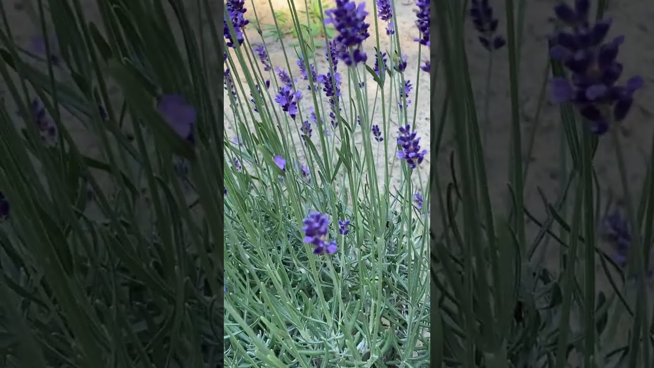 Lavender garden goodness when to harvest info