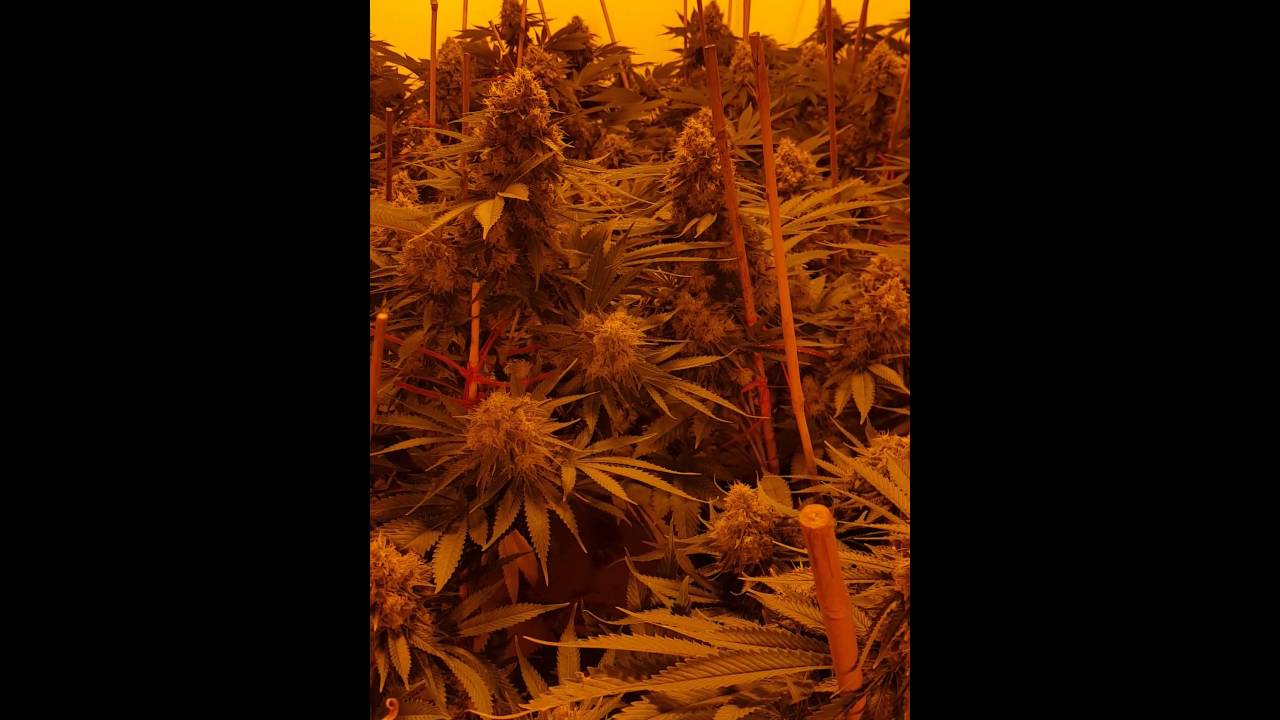 Chem #4 cannabis