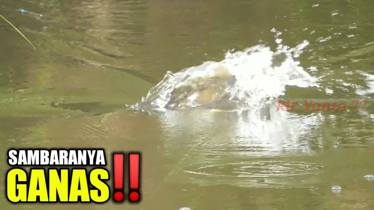 SAMBARAN GANAS TERDAHSYAT IKAN GABUS DAN HAMPALA || kir Yanto 77