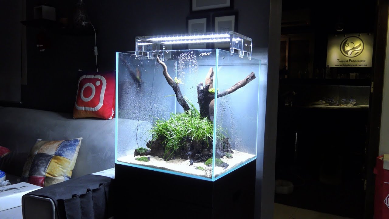 تصميم حوض مكعب بحجم 50 سم - | Aquascaping planted aquarium |