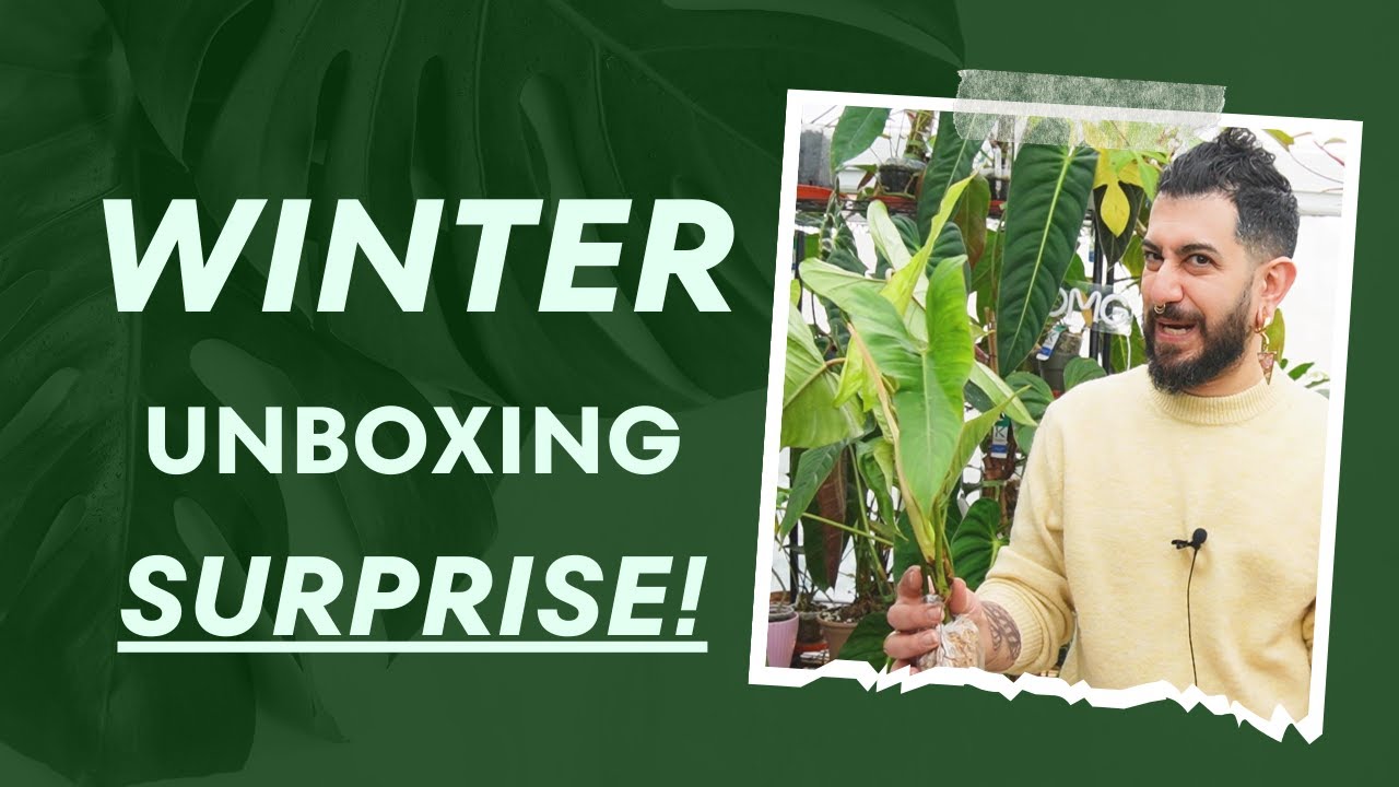 🌿 Rare Plant Unboxing: Black Friday Haul from Ecuagenera! 📦✨