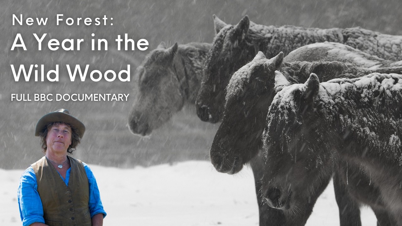 New Forest: A Year in the Wild Wood (BBC Documentary)