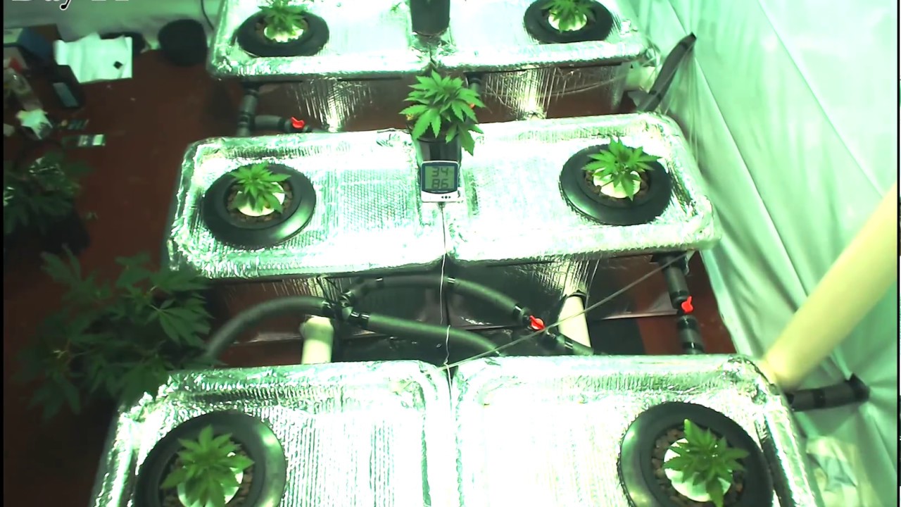 'Incredible Bulk' 6 plants 2000w RDWC Timelapse