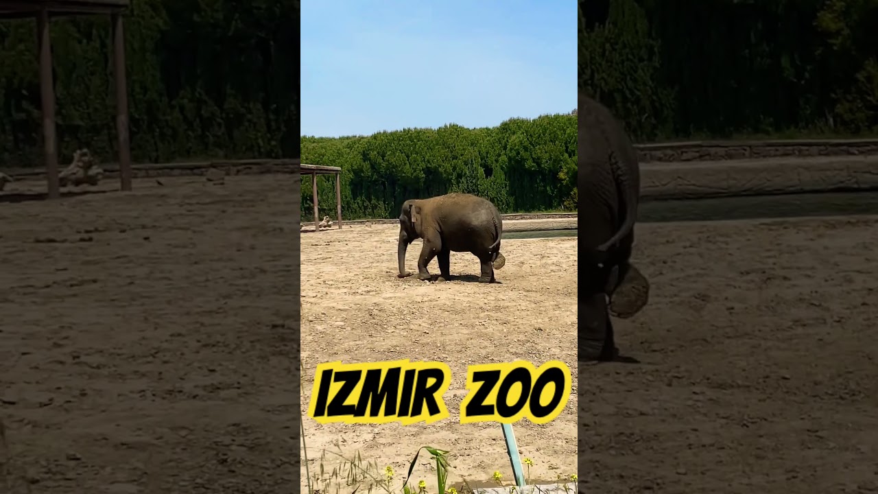 İzmir Sasalı Doğal Yaşam Parkı - IZMIR ZOO - İzmir Hayvanat Bah&ccedil;esi #elephant #animals #zoo #safari