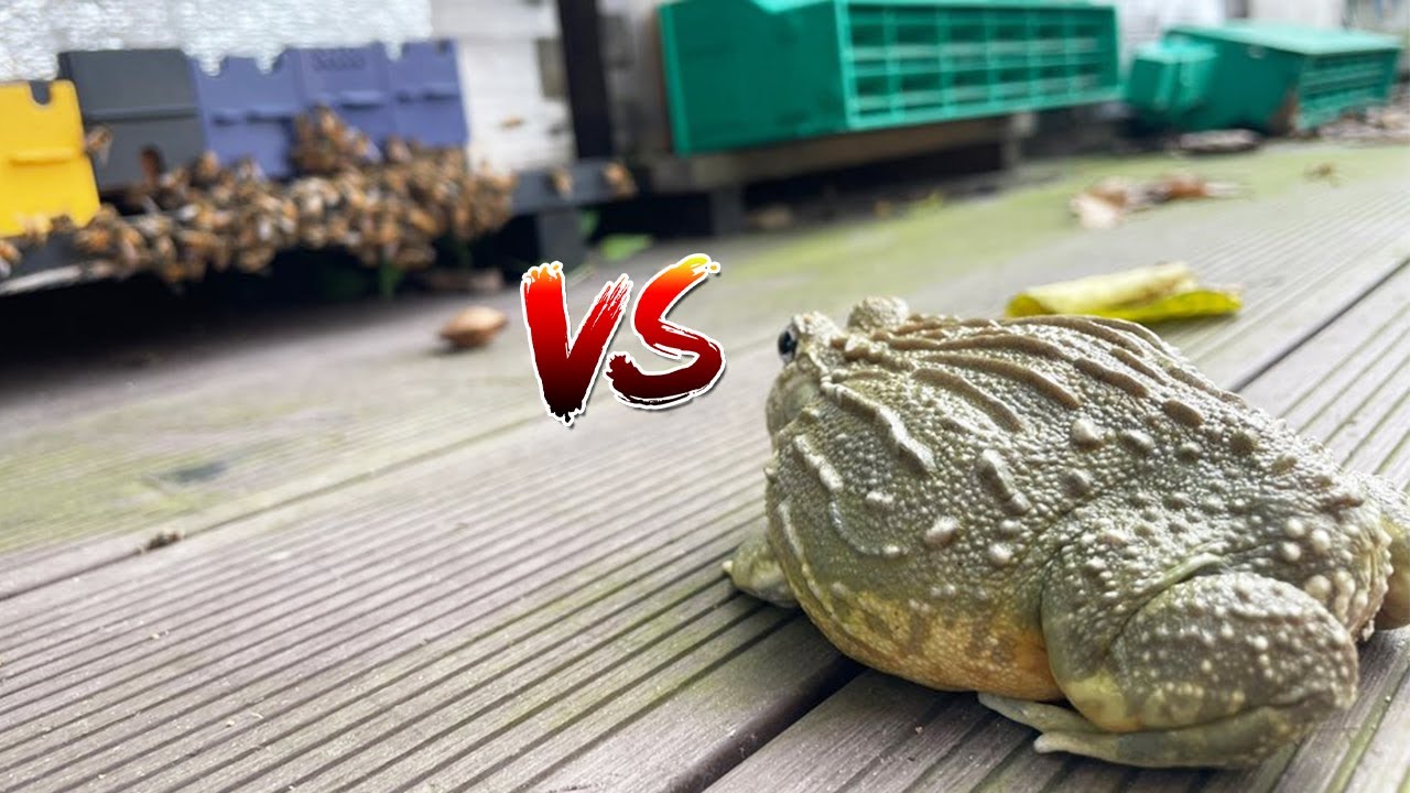 외래종 등검은말벌 VS 푸푸! 양봉장을 지켜라~