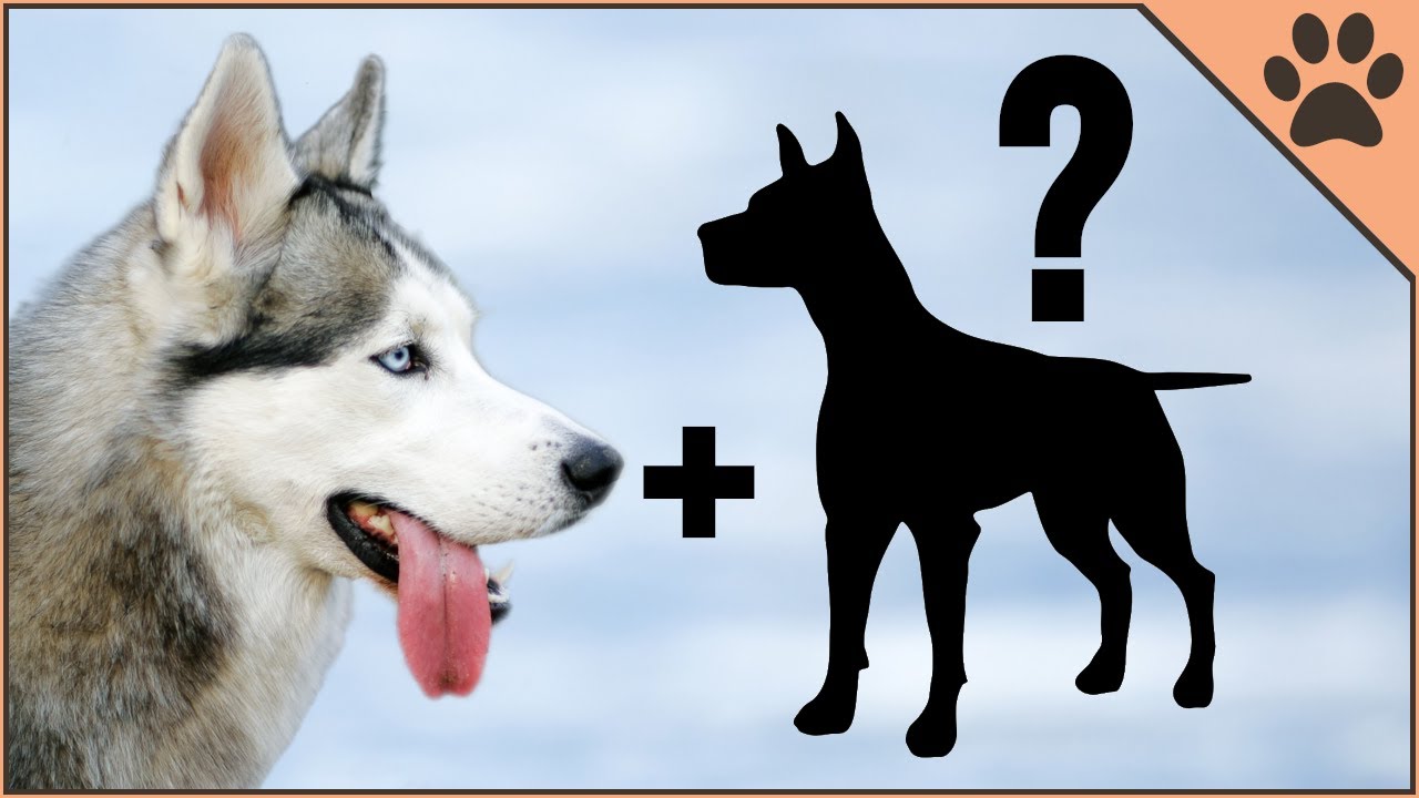 9 Husky Mix Breeds | Siberian Husky Cross Breeds