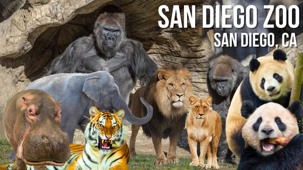 San Diego Zoo 4K Walking Tour | Virtual Wildlife Adventure with Pandas, Lions, Elephants & More!