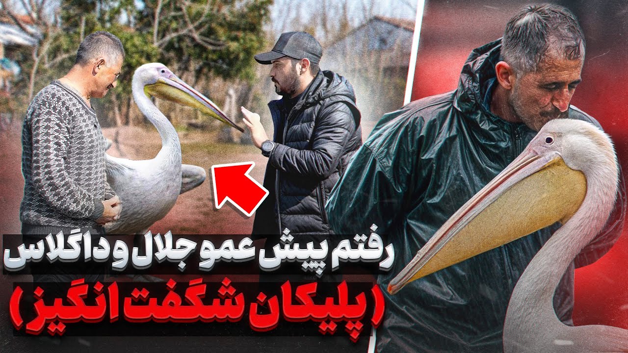 یک روز با عمو جلال و داگلاس پلیکان شگفت انگیز مثل یک انسان حرف گوش میده ❌قسمت ۱