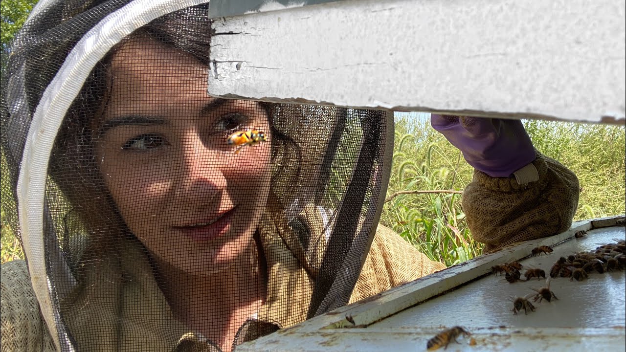 The Most Beautiful Honey Bee Queen!!!