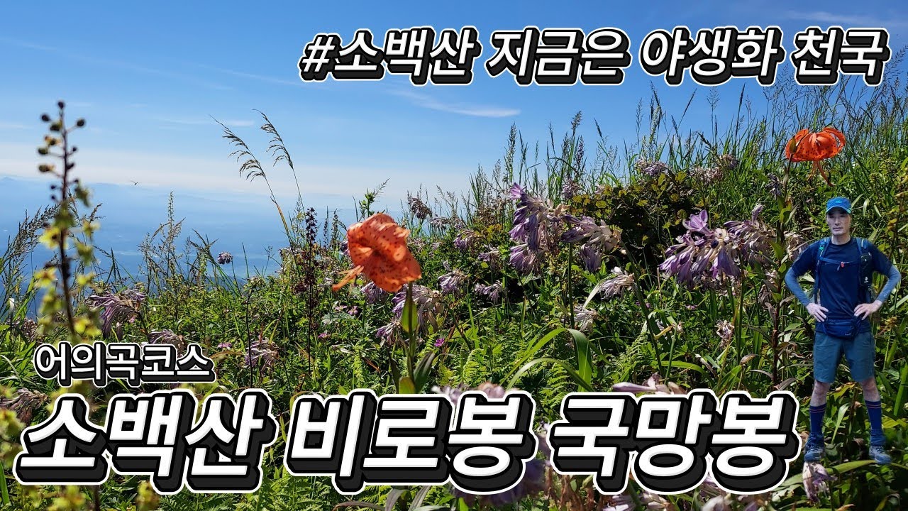 여름 소백산은 야생화들 천국 비로봉 국망봉 | 2025-08-01