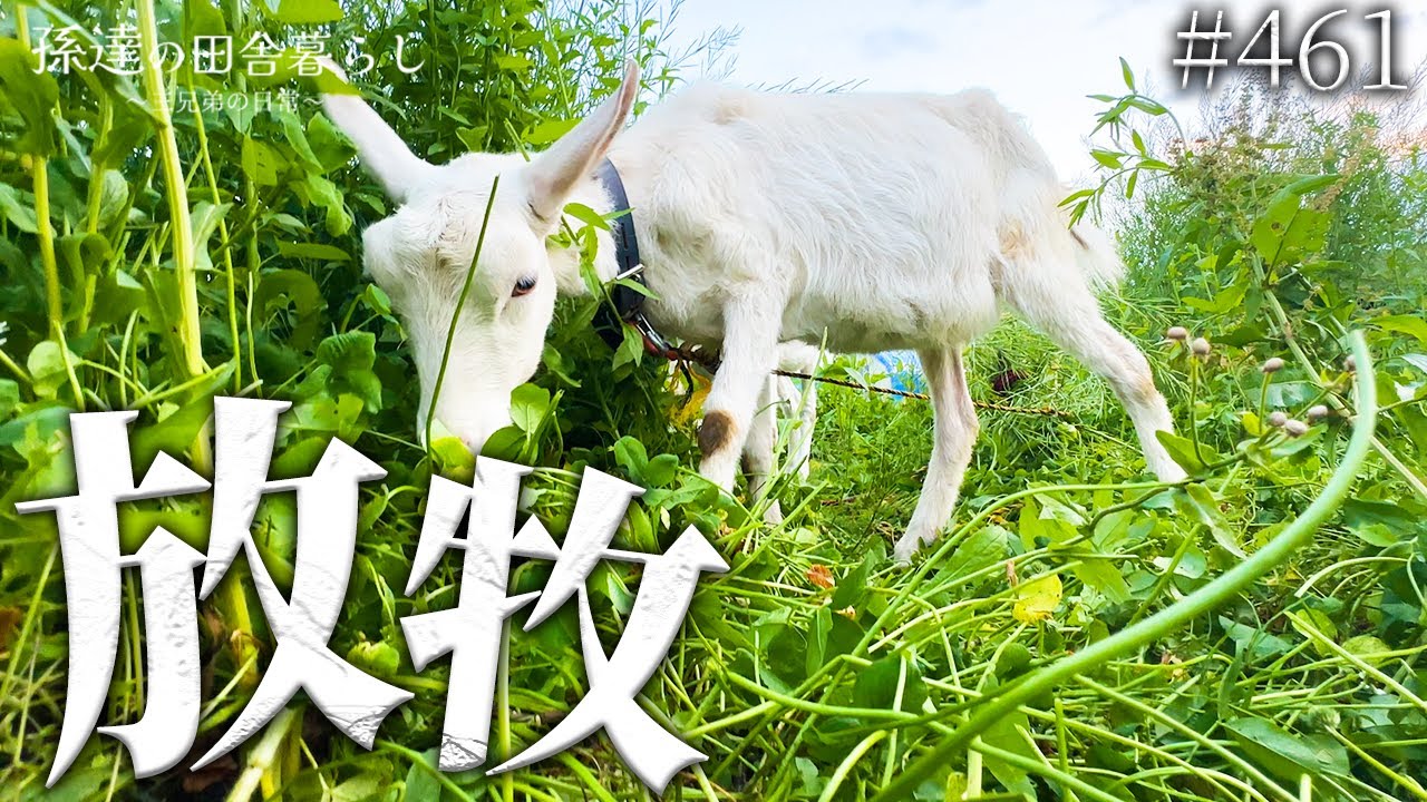 【除草隊】雑草だらけの草むらに30分ヤギを放牧した結果... #461