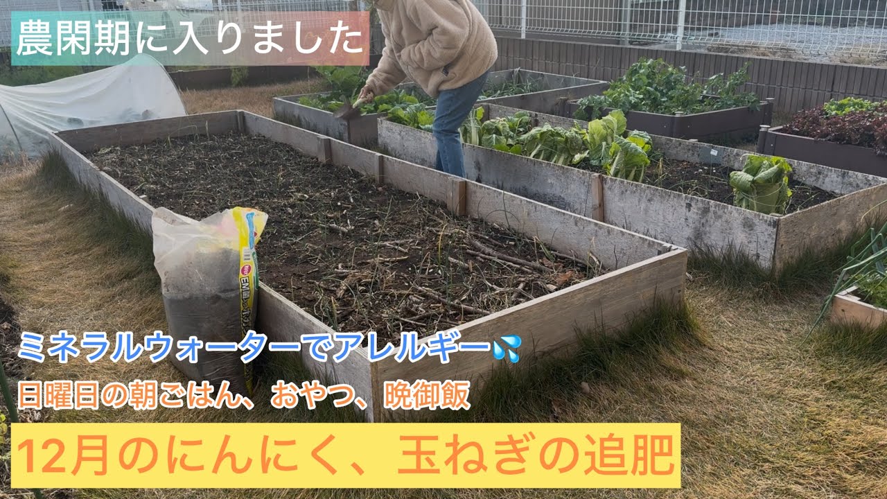 にんにく、玉ねぎの追肥/農閑期に突入/日曜日の朝ごはん、おやつ、晩御飯/米粉のピザ/ミネラルウォーターでアレルギーが出ました