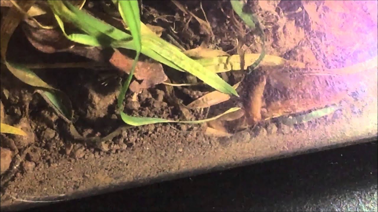 Mole Cricket Final