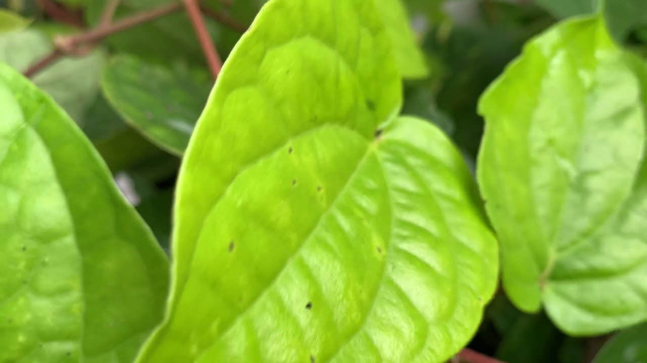 Betel / Vettila / Piper betle: General Care Guide, Sunlight, Propagation, Fertilization