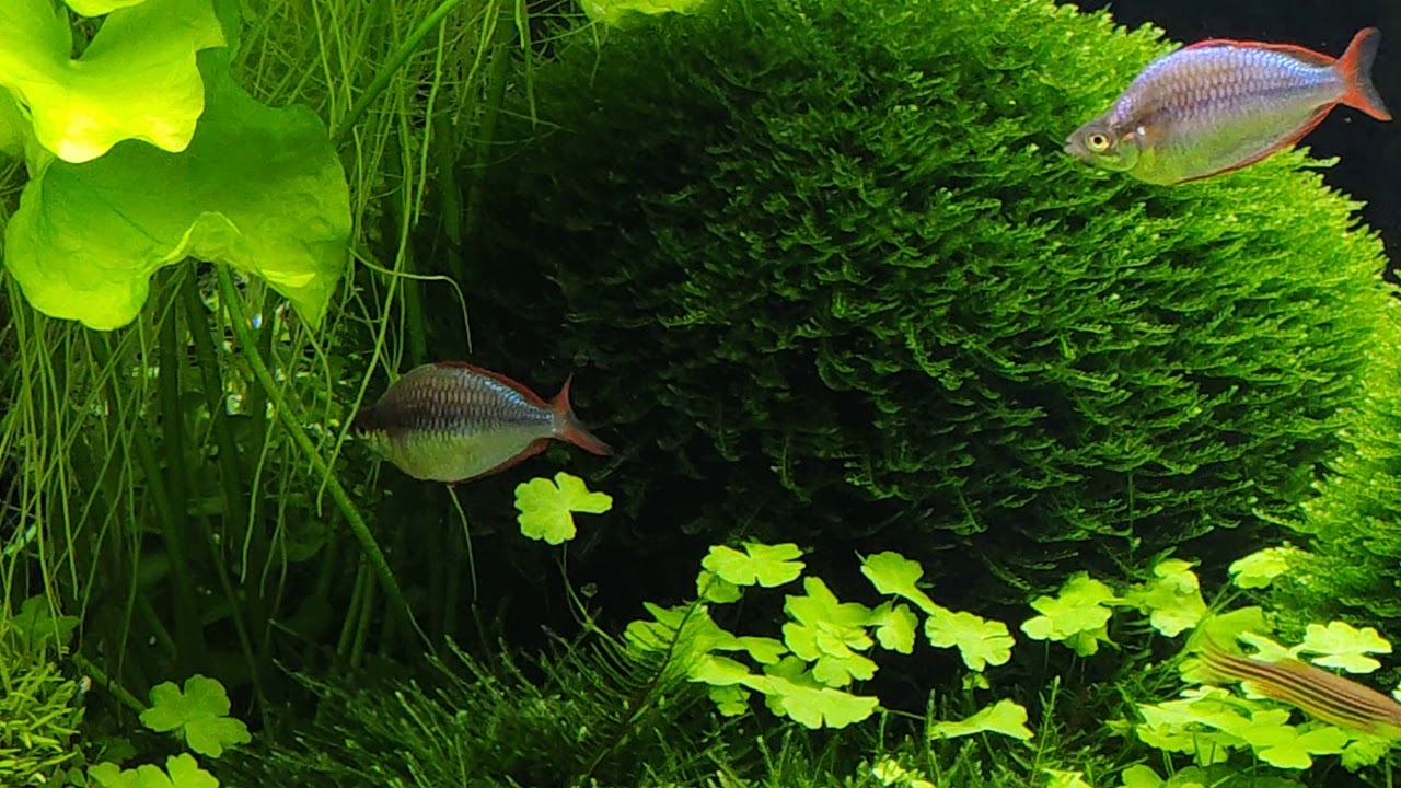 430 Liter Naturaquarium