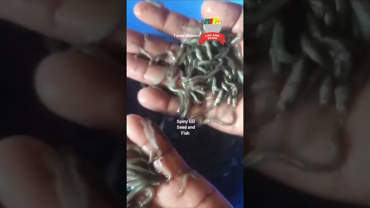 spiny EEl seed and fish #