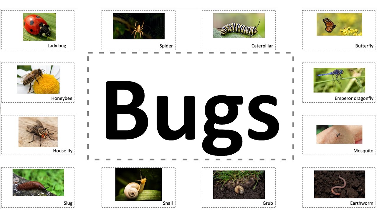 Learn bugs/insects/worms  in 2 minutes |  bugs/insects/worms for toddlers and preschoolers