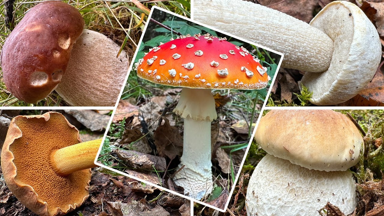 Schöner geht es nicht | Wunderbare Pilzfunde im September | Speisepilze sammeln & mehr | 09.09.2025