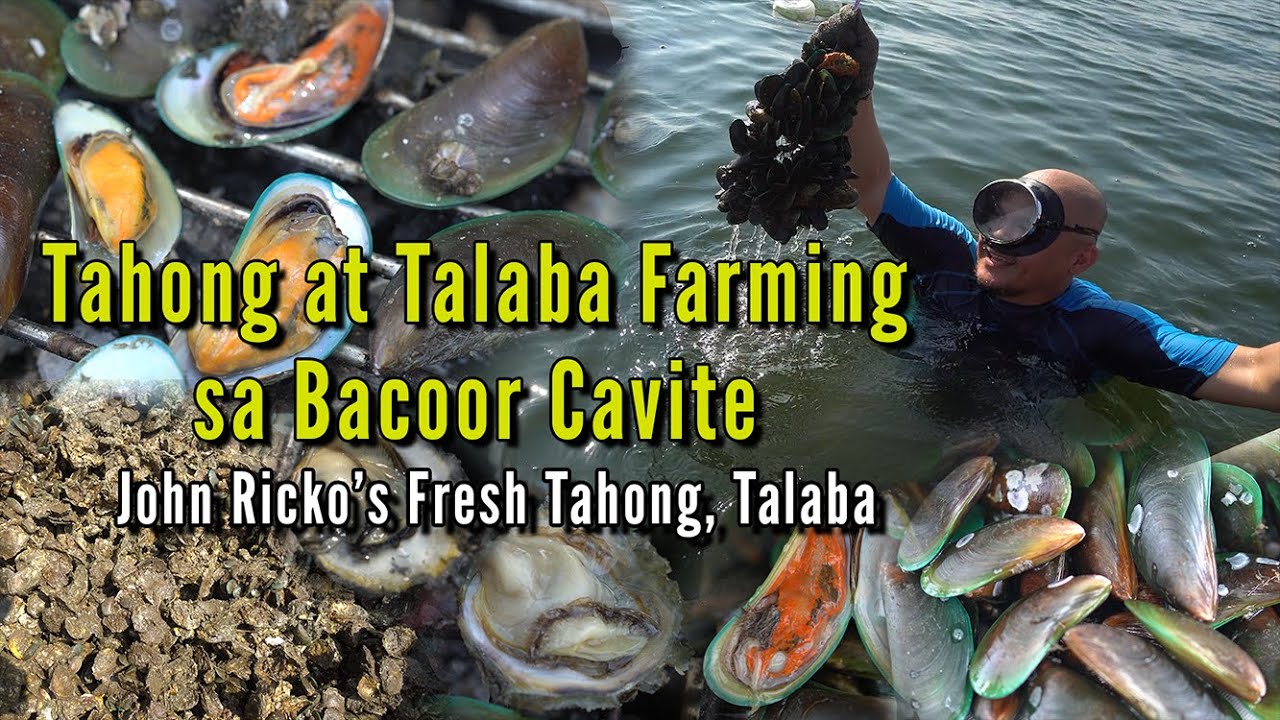 Tahong at Talaba Farming sa Bacoor Cavite - John Ricko's Fresh Tahong, Talaba