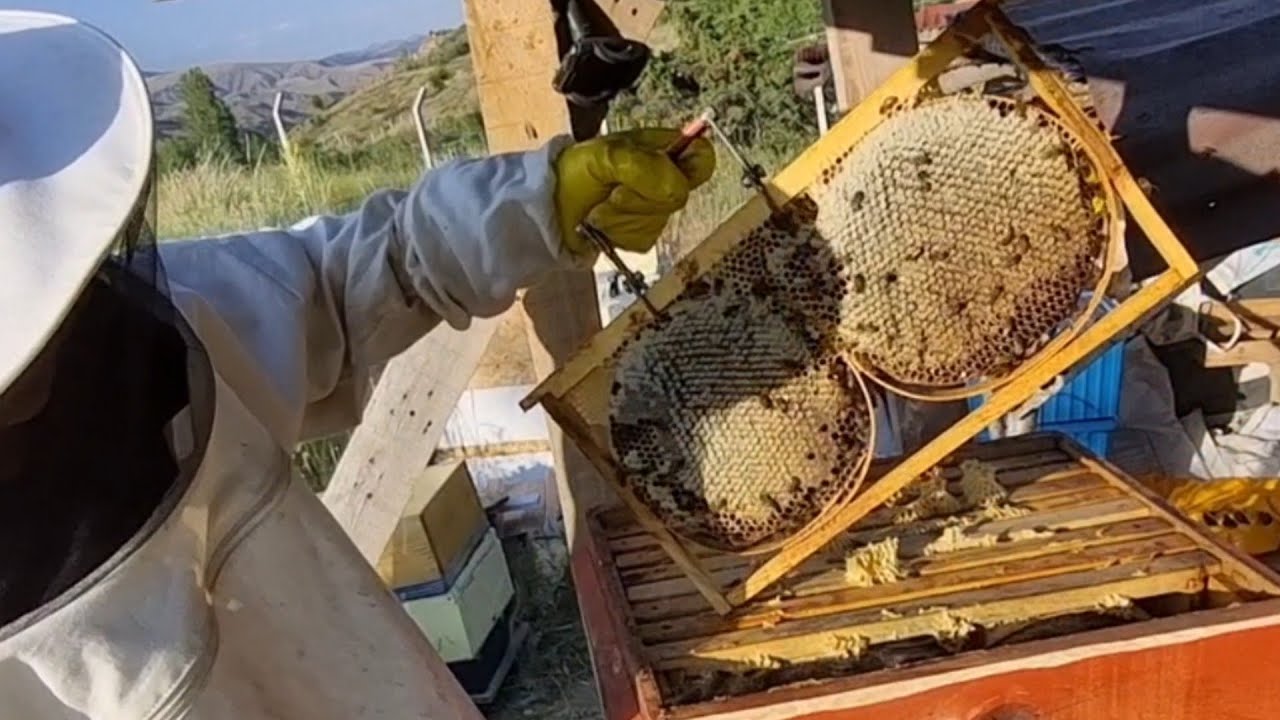 BAL AKIM S&Uuml;RECİ BAL GELİYORMU? BAL D&Ouml;NEMİ &Ouml;NCESİ VE SONRASI YAPILMASI GEREKENLER. 7 TEMMUZ 2025