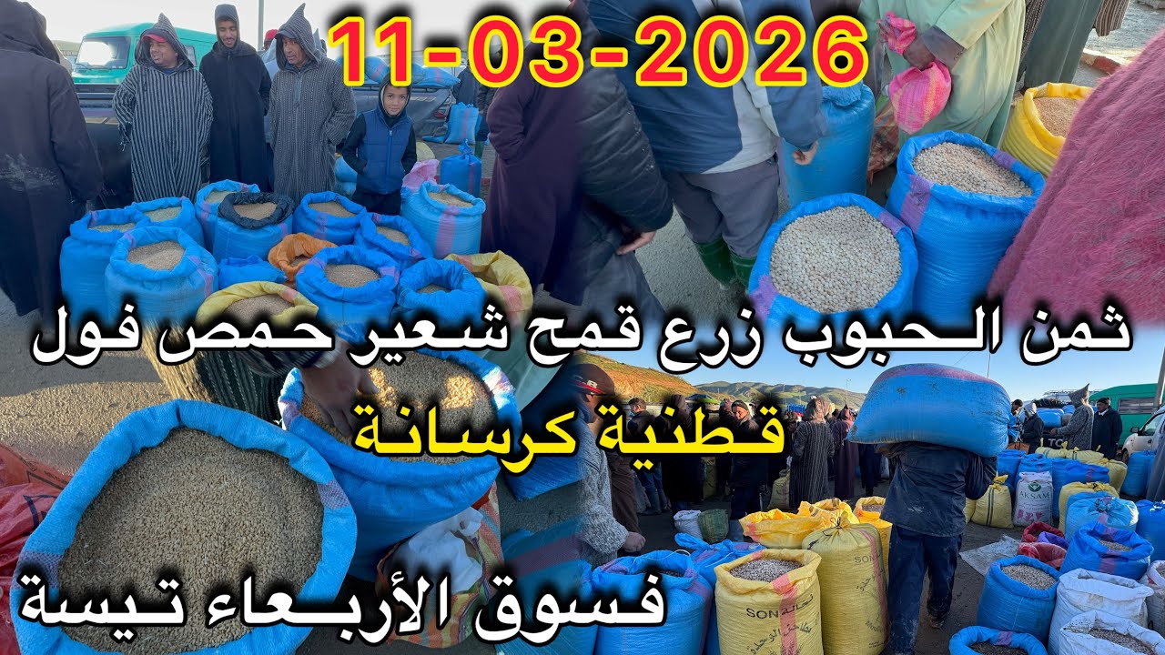 ثمن حبوب زرع قمح شعير فول حمص قطنية كرسانة فسوق أربعاء تيسة 11/03/2026