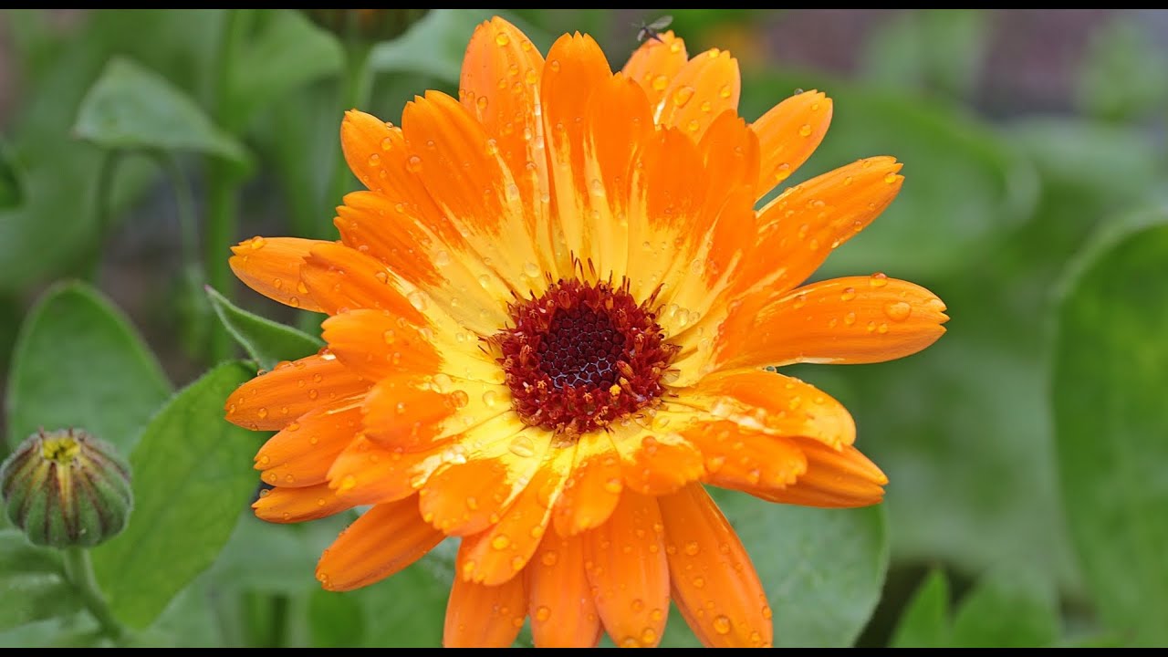 Sonne des Gartens: Wirkung der Ringelblume | Calendula | Heilpflanze