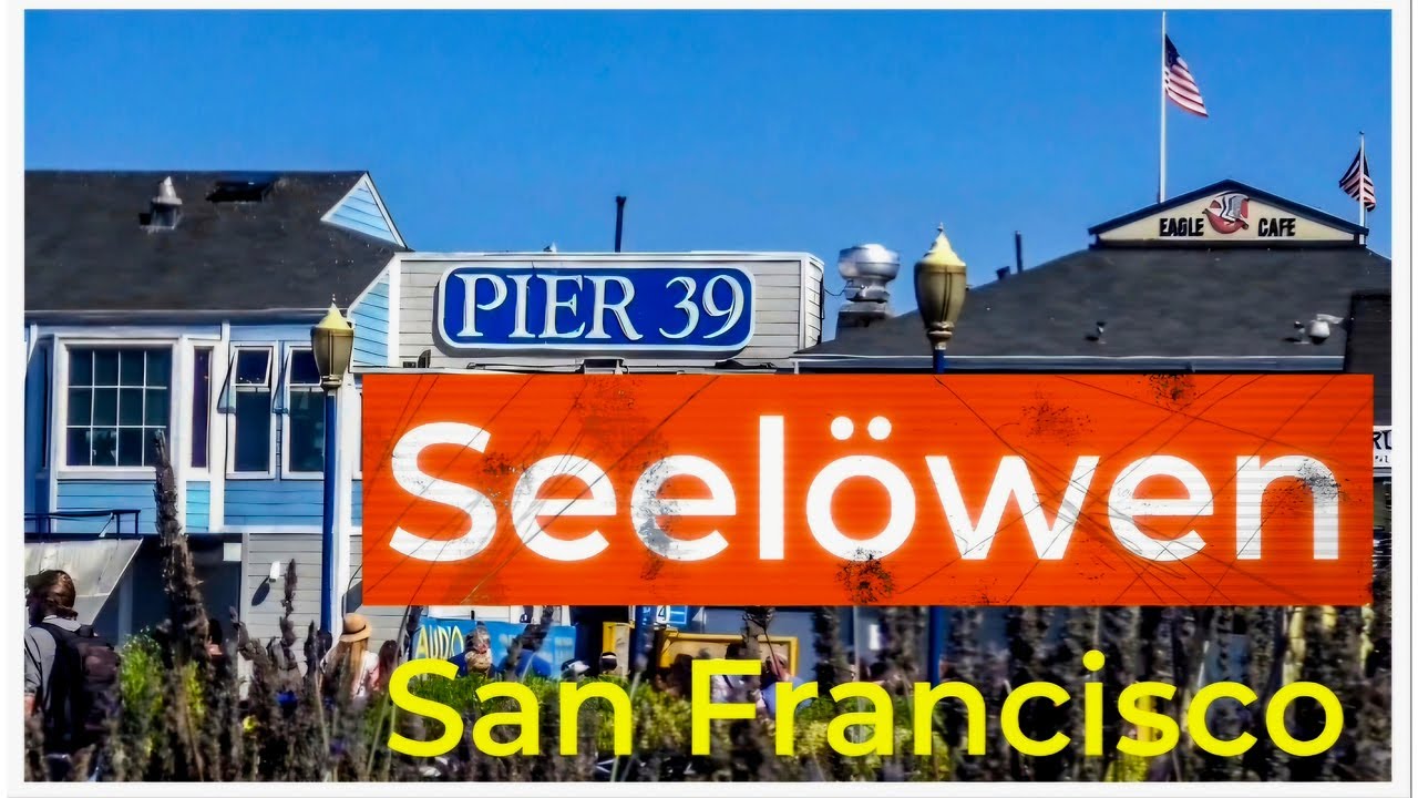 Seelöwen am Pier 39 🦭 | Highlight jeder Amerika Reise nach San Francisco 🇺🇲