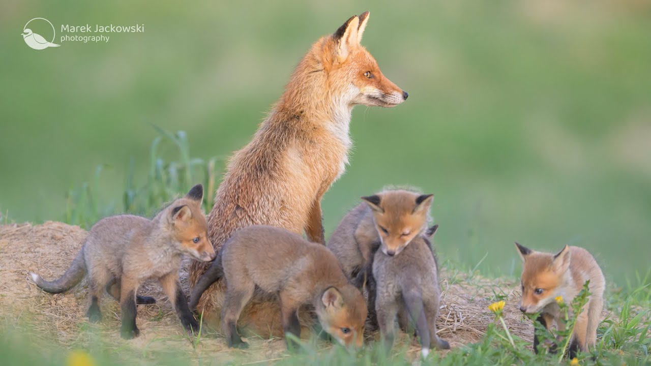 Fox family - five new born cubs and mother
