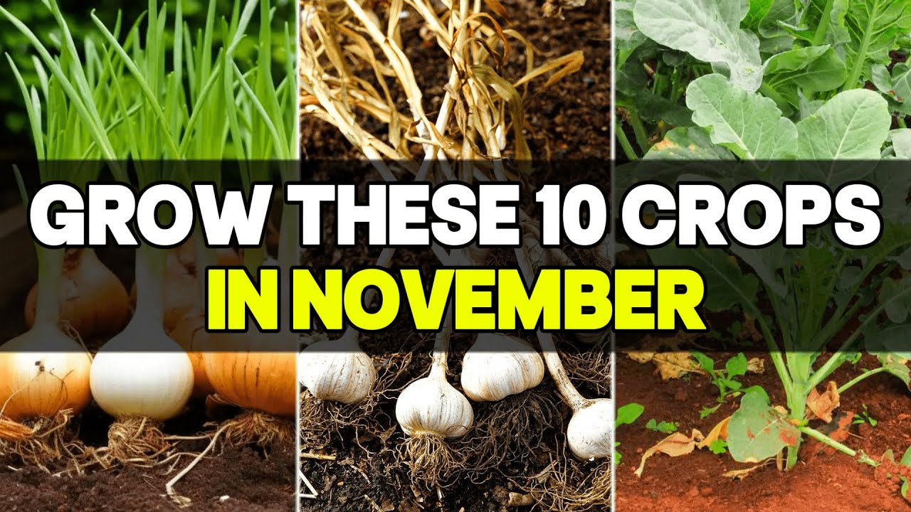 10 Crops You NEED To Start In November IMMEDIATELY! | Indoor and Outdoor Gardening Guide