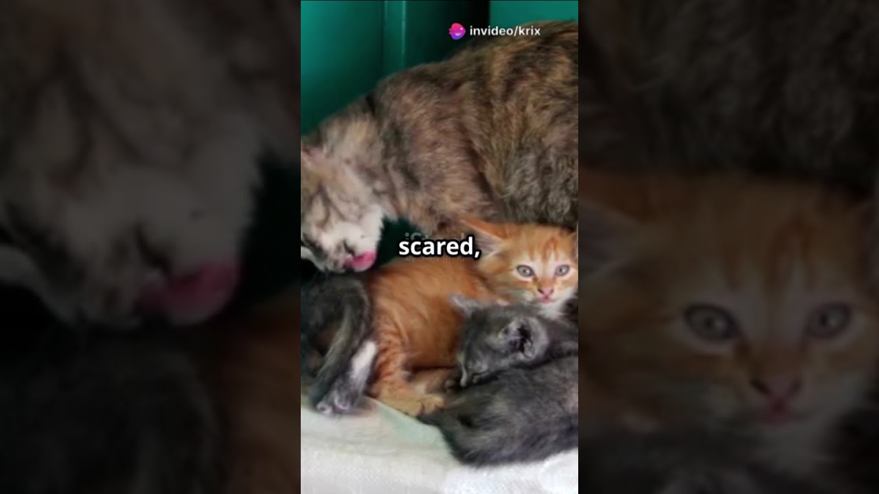 sad cat story, but a happy ending!!.. #cats #shorts