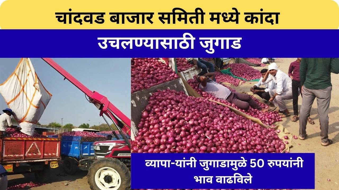 चांदवड बाजार समितीमध्ये कांदे उचलण्यासाठी जुगाड, व्यापाऱ्यांची बोली 50 रुपयांनी टाईट