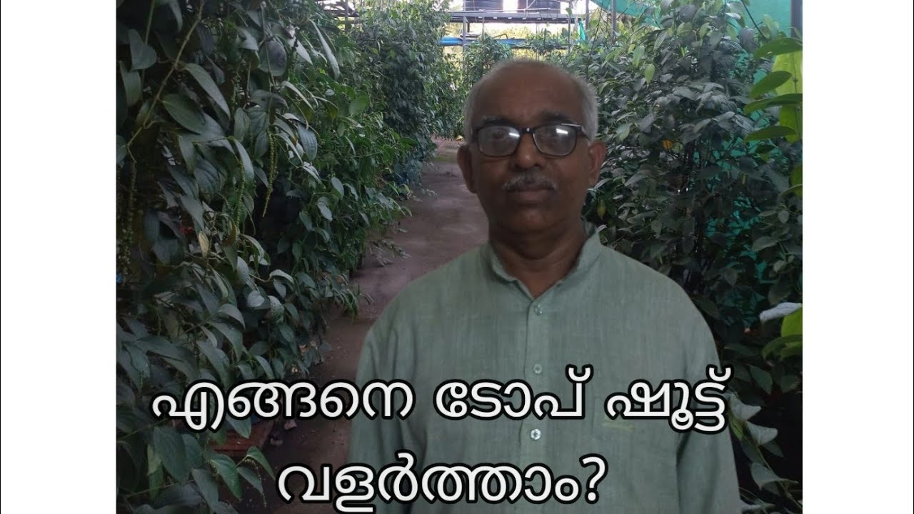 ഗ്രാഫ്റ്റ് ചെയ്ത ടോപ്പ് ഷൂട്ട് വെർട്ടിക്കൽ കോളം മെതേഡ് ൽ #Agriculture # #BlackPepper# plants .