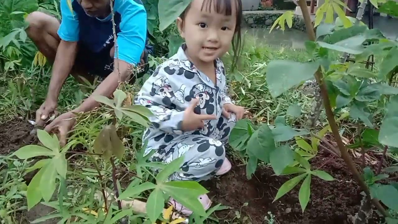 Sore2 Panen ubi
