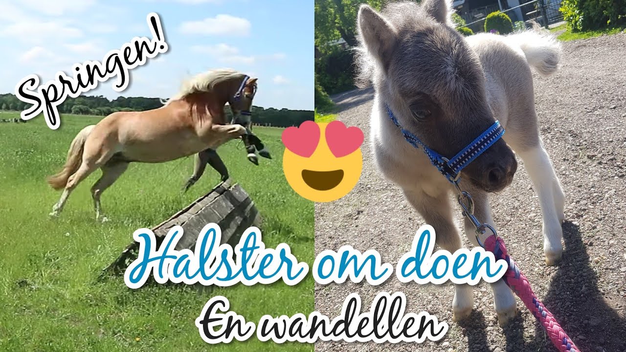 DIABLO eerste keer HALSTER om en SPRINGEN in CROSS WEI!