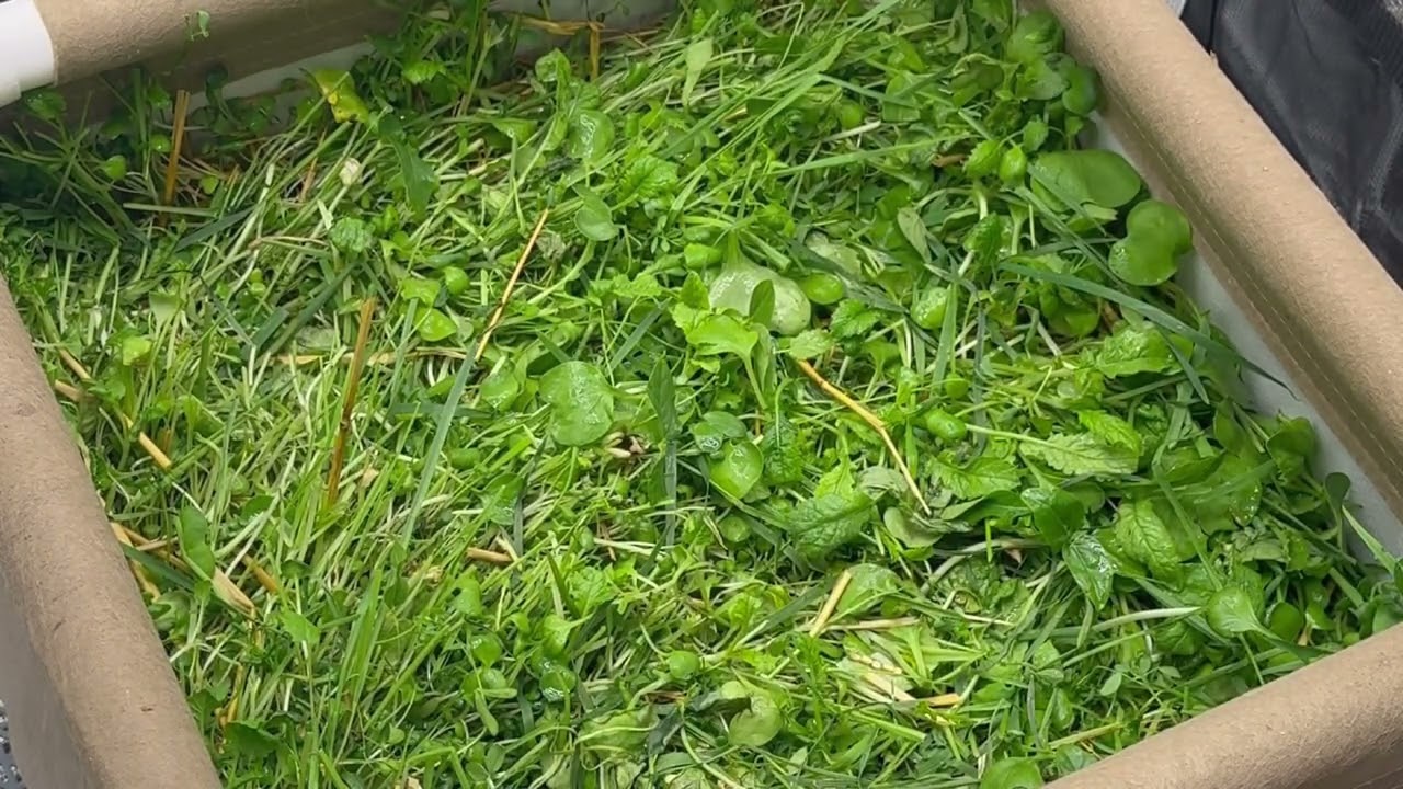 STARTING A NEW LIVING SOIL BED