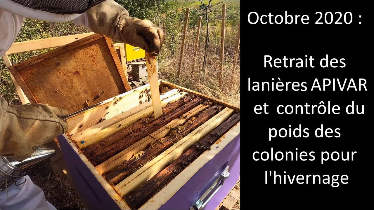 Retrait des lanières Apivar en octobre au rucher
