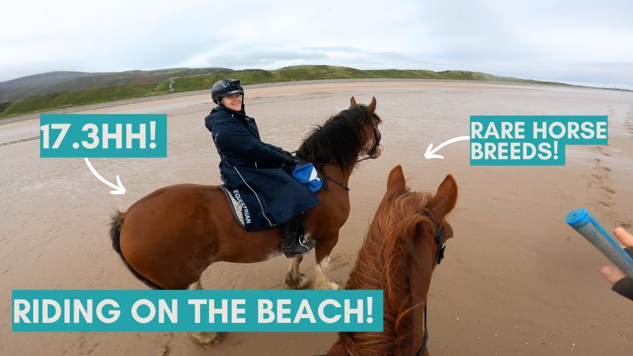 Riding Cumbrian Heavy Horses on the Beach! GoPro Ride | Riding With Rhi