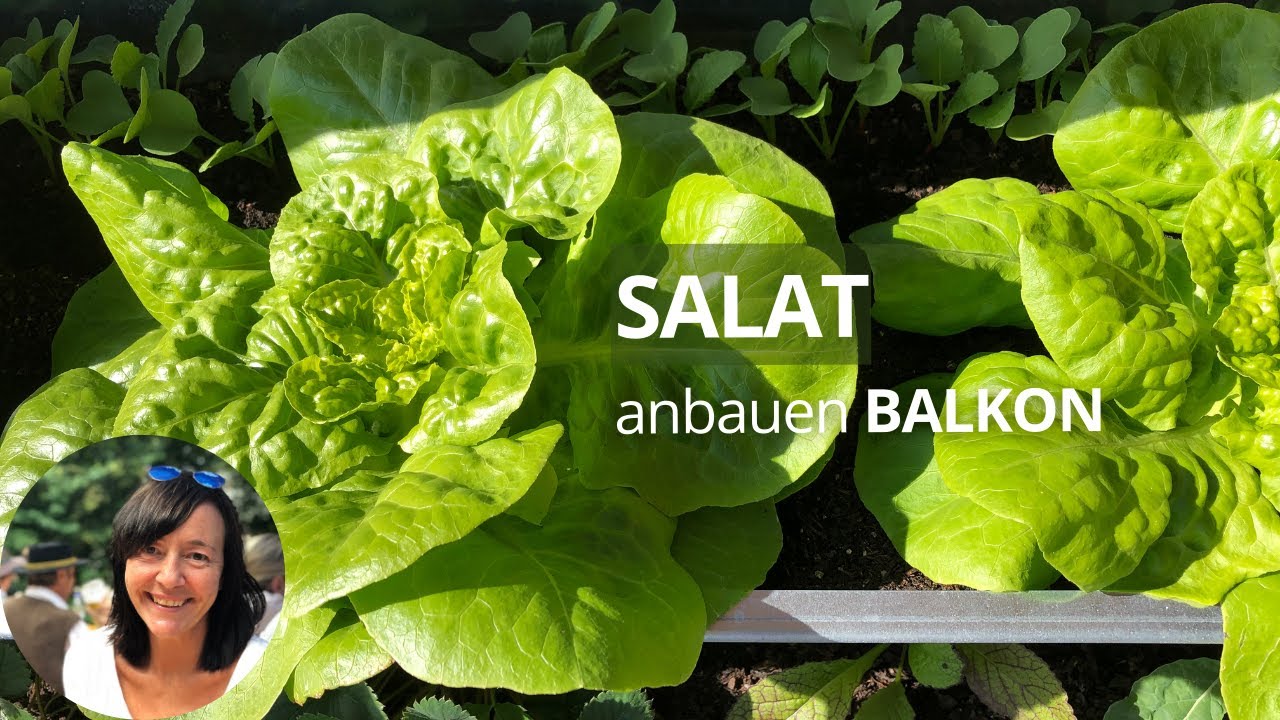 Salat auf dem Balkon anbauen - die wichtigsten Tipps von der Aussaat bis zur Ernte