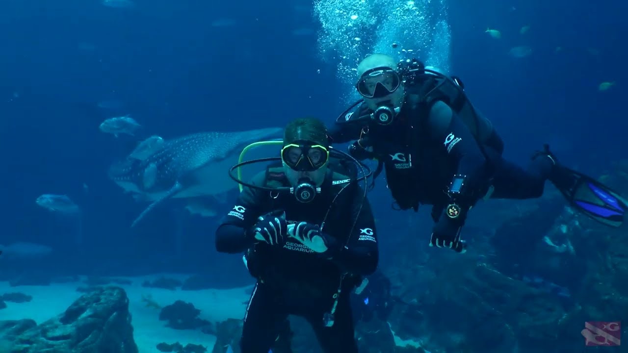 LifeWaters Veterans Dive the Georgia Aquarium 🦈 | 11AM Dive – March 8 #adaptivediving
