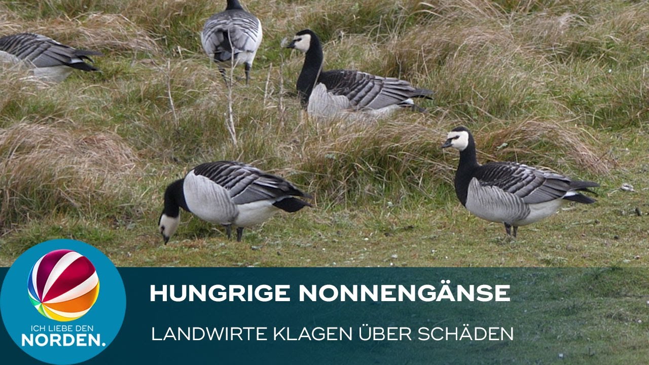 Nonnengänse: Landwirte klagen über Fraßschäden