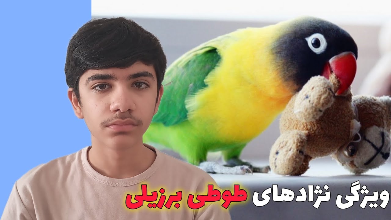کدوم انواع طوطی برزیلی رو تو خونه نگه داریم؟