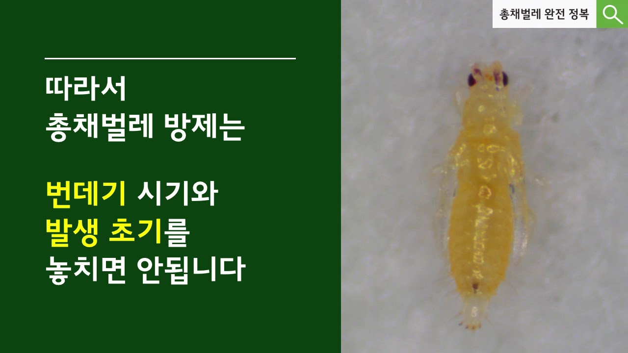 [팜한농] 총채벌레 완전 정복