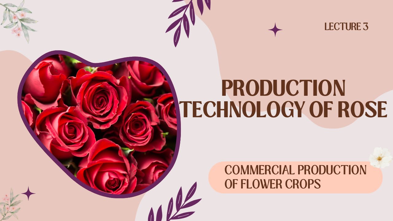 Production Technology of Rose | Complete Rose Cultivation Lecture