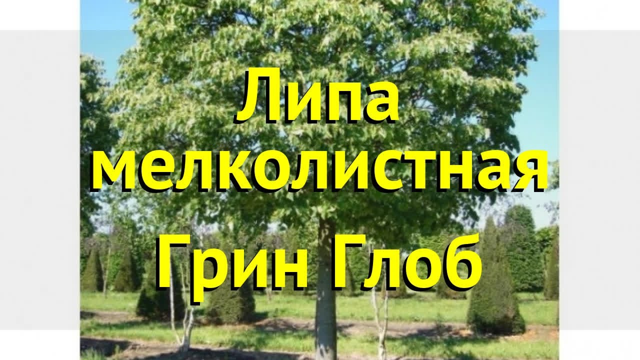 Липа мелколистная грин глоб. Краткий обзор, описание характеристик tilia cordata Green Globe