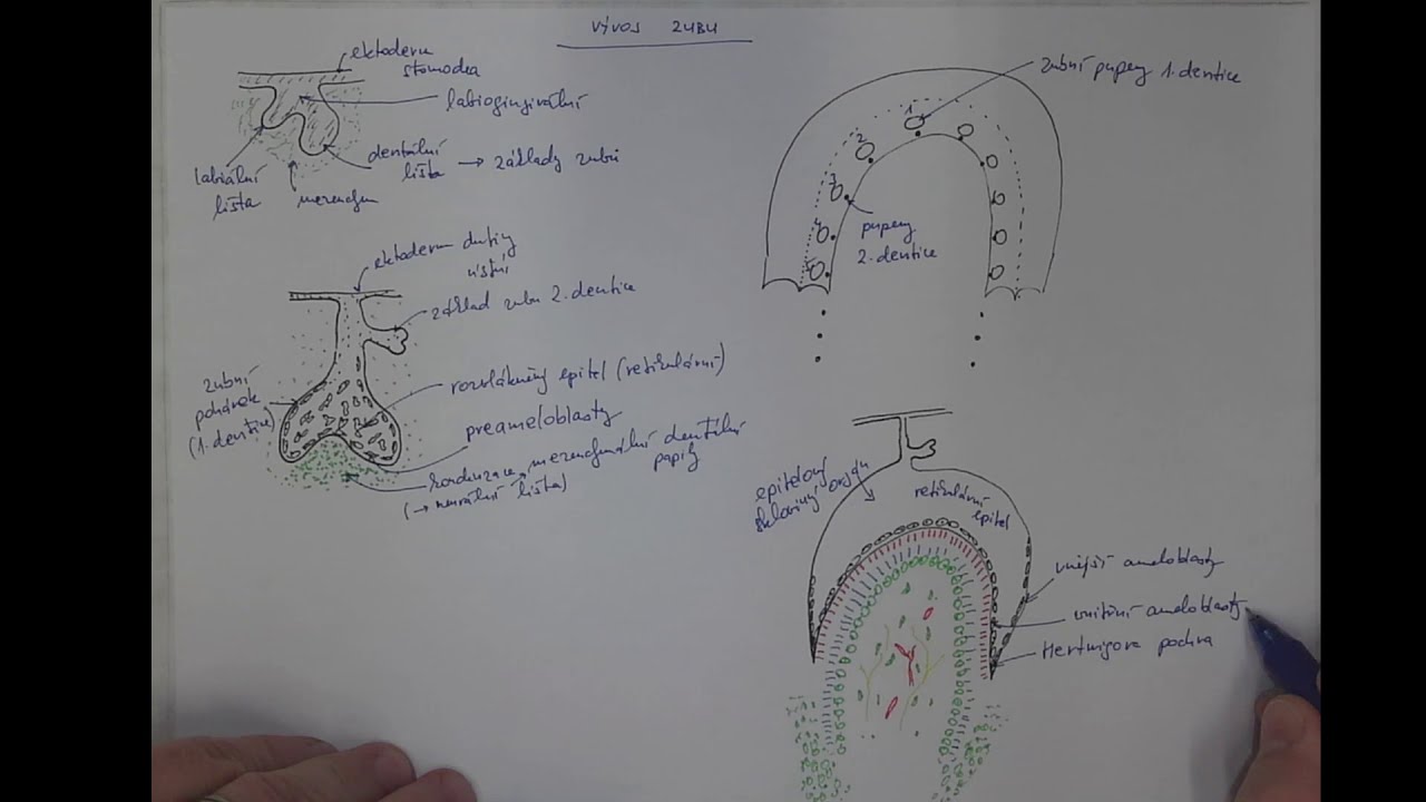 07_05 Vývoj zubu